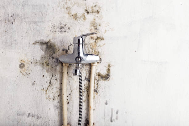 Best Basement Mold Remediation in Hillsborough, NJ