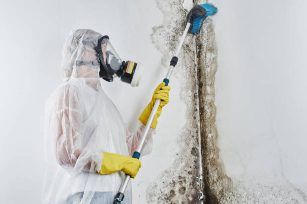 Best White Mold Remediation in Hillsborough, NJ