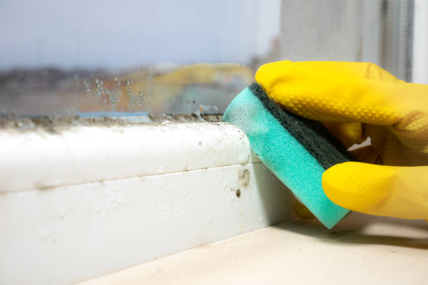 Best Preventive Mold Services in Hillsborough, NJ