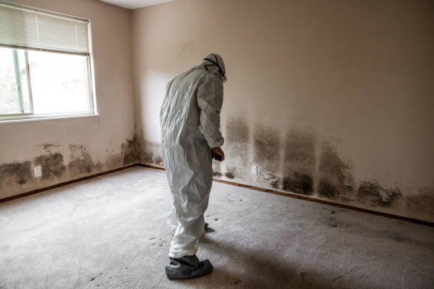 Best Residential Mold Remediation in Hillsborough, NJ